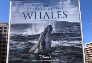 National Geographic Secrets of Whales Billboard